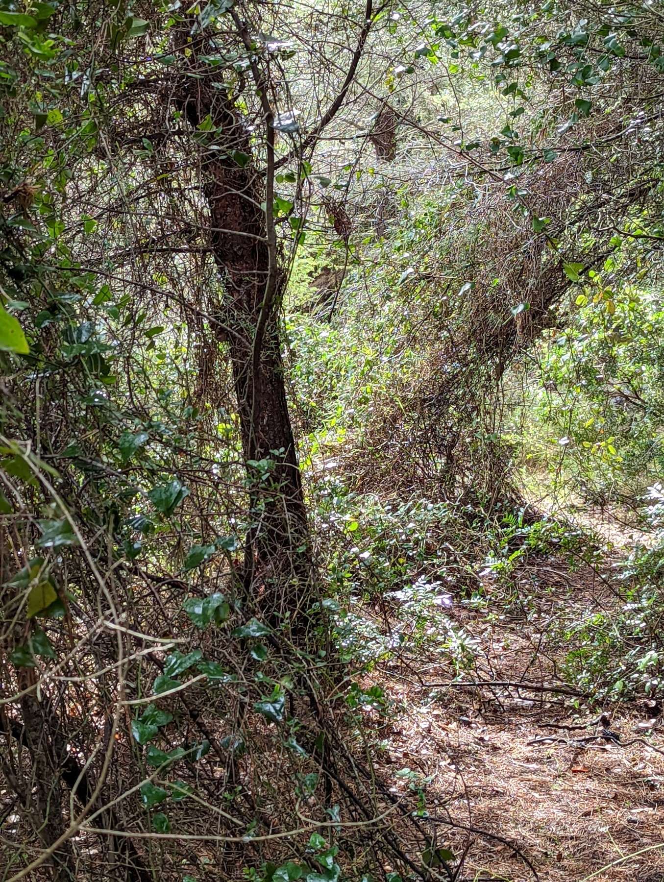 Local hiking Marxuquera